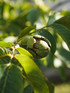 Juglans Regia English Walnut Nut Fruit Tree 3ft Tall Supplied in a 3 Litre Pot