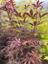 5-6ft Extra Large Acer Palmatum Skeeters Broom Japanese Maple Tree By Direct Plants