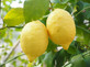 Large Citrus Lemon Fruit Tree 2-3ft Tall in a 3 Litre Pot By Direct Plants