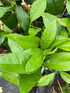 Large Citrus Lemon Fruit Tree 2-3ft Tall in a 3 Litre Pot By Direct Plants