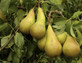 3x 5-6ft Conference Self Fertile Sweet Pear Fruit Trees in Pots By Direct Plants