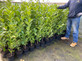 Pallet 50x Prunus Rotundifolia Cherry Laurel 3-4ft+ Large Hedging Trees Supplied in 3 Litre Pots