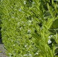 Pallet 50x Prunus Rotundifolia Cherry Laurel 3-4ft+ Large Hedging Trees Supplied in 3 Litre Pots