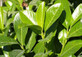 Pallet 50x Prunus Rotundifolia Cherry Laurel 3-4ft+ Large Hedging Trees Supplied in 3 Litre Pots