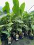 Musa Basjoo Fully Hardy Banana Fruit Tree 6ft Tall Extra Large in a 5 Litre Pot