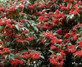 Cotoneaster Cornubia Watereri Tree 3-4ft in a 3 Litre Pot