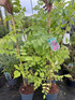 2 Mixed Large Campsis Hardy Trumpet Vines 3ft Tall in 2/3 Litre Pots By Direct Plants