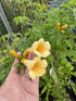 2 Mixed Large Campsis Hardy Trumpet Vines 3ft Tall in 2/3 Litre Pots By Direct Plants