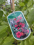 2 Mixed Large Campsis Hardy Trumpet Vines 3ft Tall in 2/3 Litre Pots By Direct Plants
