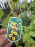 2 Mixed Large Campsis Hardy Trumpet Vines 3ft Tall in 2/3 Litre Pots By Direct Plants
