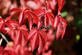 3 Large Virginia Creeper Parthenocissus Climbing Plants 3-4ft in 3 Litre Pots By Direct Plants