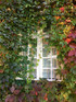3 Large Virginia Creeper Parthenocissus Climbing Plants 3-4ft in 3 Litre Pots By Direct Plants