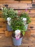 3 Mixed Large Dwarf Buddleja Butterfly Bush Shrubs in 3 Litre Pots By Direct Plants