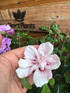 5 Mixed Extra Large Hibiscus Shrubs in 3 Litre Pots By Direct Plants