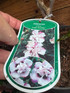 5 Mixed Extra Large Hibiscus Shrubs in 3 Litre Pots By Direct Plants
