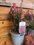 3 Mixed Large Purple & Red Leaf Berberis Shrubs in 3 Litre Pots By Direct Plants