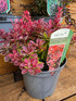 3 Mixed Large Purple & Red Leaf Berberis Shrubs in 3 Litre Pots By Direct Plants