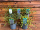 5 Mixed Large Ceanothus Lilac Shrubs in 2/3 Litre Pots By Direct Plants