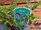 5 Mixed Large Ceanothus Lilac Shrubs in 2/3 Litre Pots By Direct Plants