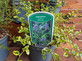 5 Mixed Large Ceanothus Lilac Shrubs in 2/3 Litre Pots By Direct Plants
