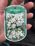 3 Mixed Extra Large Philadelphus Mock Orange Shrubs in 3 Litre Pots By Direct Plants