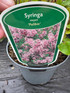 2 Mixed Extra Large Syringa Dwarf Lilac Shrubs in 3 Litre Pots By Direct Plants