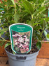 3 Mixed Extra Large Evergreen Viburnum Tinus Shrubs in 2/3 Litre Pots By Direct Plants