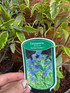 3 Mixed Large Caryopteris Shrubs in 2/3 Litre Pots By Direct Plants