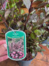 3 Mixed Extra Large Weigela Flowering Shrubs in 3 Litre Pots By Direct Plants