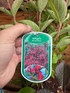 3 Mixed Extra Large Weigela Flowering Shrubs in 3 Litre Pots By Direct Plants