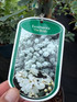 2 Mixed Large Exochorda Pearl Bush Shrubs in 2/3 Litre Pots By Direct Plants