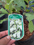 2 Mixed Large Exochorda Pearl Bush Shrubs in 2/3 Litre Pots By Direct Plants