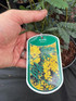 Acacia Dealbata Yellow Mimosa Tree in a 3 Litre Pot By Direct Plants