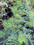 Acacia Dealbata Yellow Mimosa Tree in a 3 Litre Pot By Direct Plants