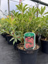 Large Pieris Forest Flame Evergreen Garden Shrub in a 3 Litre Pot By Direct Plants