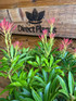 Large Pieris Forest Flame Evergreen Garden Shrub in a 3 Litre Pot By Direct Plants