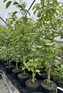 Viburnum plicatum Kilimandjaro Extra Large in a 3 Litre Pot By Direct Plants