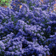 Ceanothus Puget Blue Californian Lilac Shrub Large in a 2/3 Litre Pot By Direct Plants