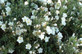 3 Large Convolvulus Cneorum Shrubs in a 2/3 Litre Pots By Direct Plants