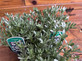 3 Large Convolvulus Cneorum Shrubs in a 2/3 Litre Pots By Direct Plants