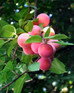 Prunus Mirabelle Ruby Plum Fruit Tree 5-6ft Supplied in a 7.5 Litre Pot