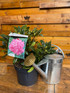 Rhododendron Goldfinger Evergreen Shrub Extra Large in 10 Litre Pot by Direct Plants