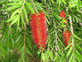 Callistemon Riginus Bottle Brush Shrub in a 2 Litre Pot By Direct Plants