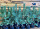 Scots Pine Tree Pinus Sylvestris 2-3ft Large Tree in a 5 Litre Pot By Direct Plants