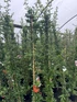 3x Pyracantha Red Column Evergreen Shrub 5-6ft Extra Large By Direct Plants