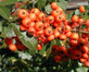 3x Pyracantha Orange Glow Evergreen Shrub 5-6ft Extra Large By Direct Plants