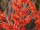 Witch Hazel Hamamelis Ruby Glow Shrub 4-5ft Extra Large in a 7.5 Litre Pot By Direct Plants