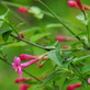 Extra Large 3-4ft Jasmine Beesianum Climber Red Jasmine Fragrant Plant in a 3 Litre Pot By Direct Plants