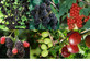 5x Mixed Large Potted Soft Fruit Bush Collection in 2/3 Litre Pots By Direct Plants