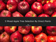 5 Mixed Apple Fruit Trees 4-5ft Tall By Direct Plants